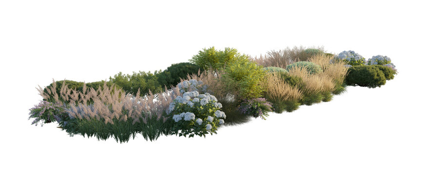 Garden landscape composition with blooming hydrangea bushes, ornamental pampas grass, and shrubs (hydrangea, pampas grass, shrubs) isolated PNG on a transparent background cutout