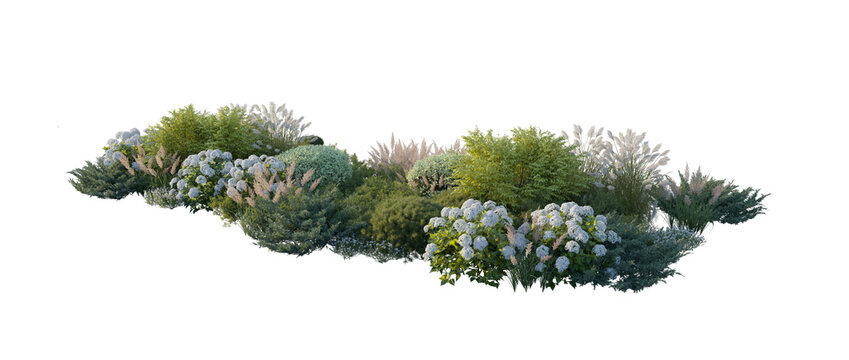 Garden landscape composition with blooming hydrangea bushes, ornamental pampas grass, and shrubs (hydrangea, pampas grass, shrubs) isolated PNG on a transparent background cutout
