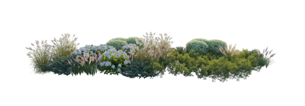 Garden landscape composition with blooming hydrangea bushes, ornamental pampas grass, and shrubs (hydrangea, pampas grass, shrubs) isolated PNG on a transparent background cutout