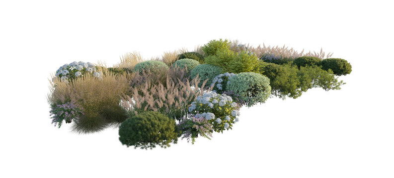 Garden landscape composition with blooming hydrangea bushes, ornamental pampas grass, and shrubs (hydrangea, pampas grass, shrubs) isolated PNG on a transparent background cutout