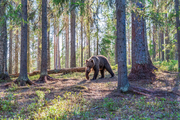 Wild brown bear (Ursus arctos) in a forest in Finland - selective focus © beataaldridge