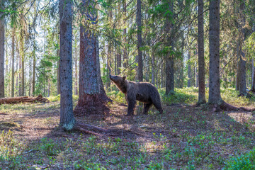 Wild brown bear (Ursus arctos) in a forest in Finland - selective focus © beataaldridge