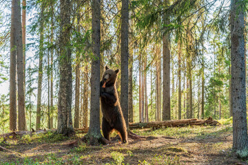 Wild brown bear (Ursus arctos) in a forest in Finland - selective focus © beataaldridge