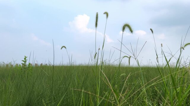 Hefei Xiao Lingnan Pastoral Close-up: Foxtail Grass Swaying Under Blue Sky and White Clouds in Serene Summer