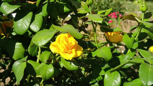 Yellow roses blooming in a garden in the daytime