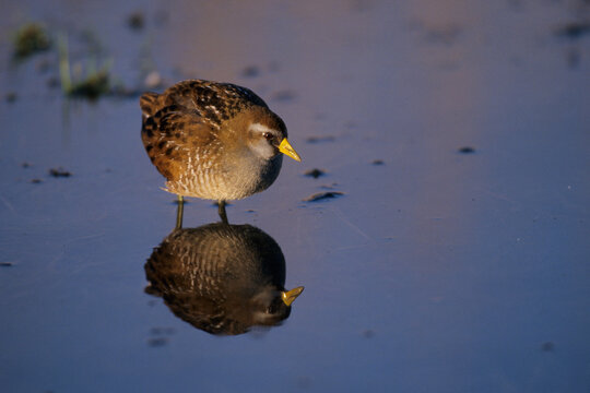00865-00103 Sora (Porzana carolina) in wetland Prairie Ridge SNA, Marion Co.   IL