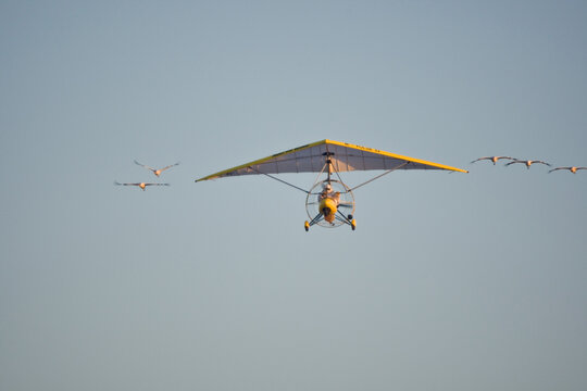 00881-00305 Operation Migration ultralight plane with scientist showing Whooping Cranes (Grus americana) how to migrate, Effingham Co., IL