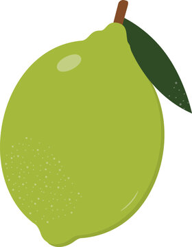 Flat illustration of a lime depicting a whole green citrus fruit with leaf for food and beverage design