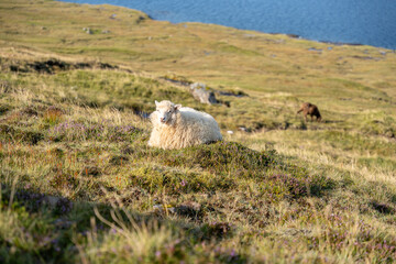 Fototapeta premium Sheep resting on a hill overlooking Sorvagsvatn lake