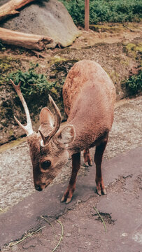 Taman Safari Indonesia, Cisarua 2021