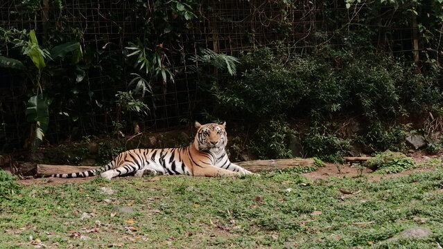 Taman Safari Indonesia, Cisarua 2021