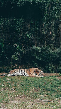 Taman Safari Indonesia, Cisarua 2021