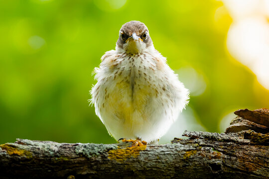 Galapagos mockingbird perched on branch in natural habitat