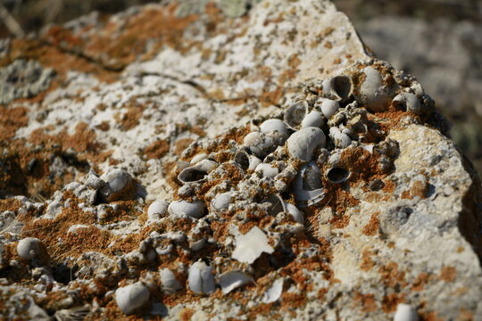 Fossil-Bearing Rock Formation Near Lake Sevan, Armenia