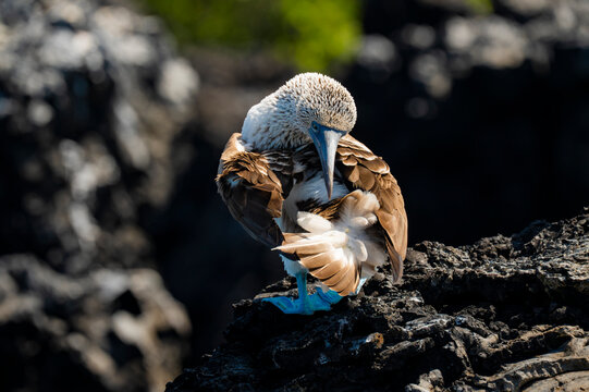 Blue-footed booby preening on volcanic rock in Galapagos