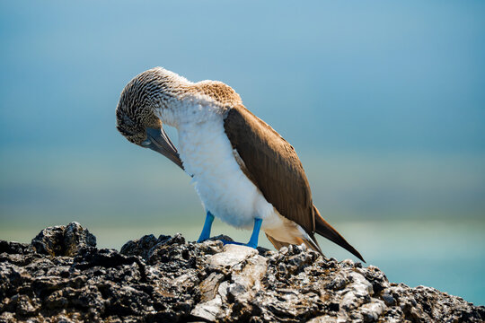 Blue-footed booby resting on volcanic rock in Galapagos
