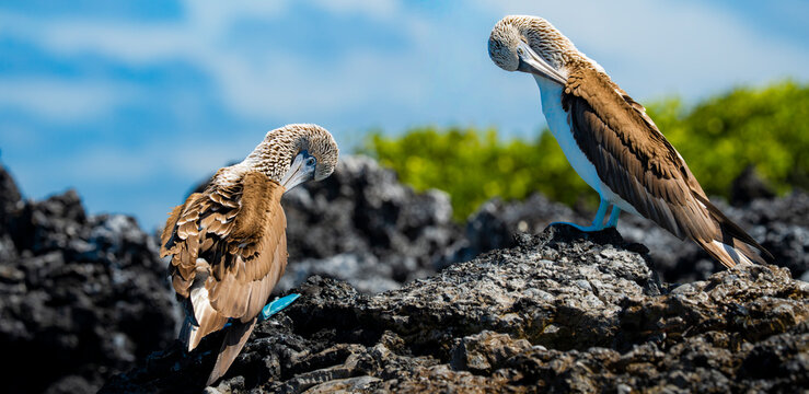 Blue-footed booby pair on volcanic rock in Galapagos