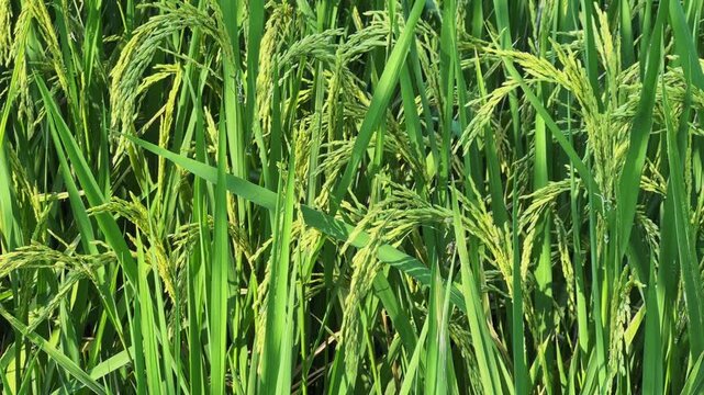 Rice Panicle Close-Up: Sunlit Grains Signaling Harvest Abundance and Natural Vitality