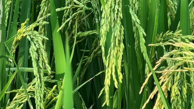 Rice Panicle Close-Up: Sunlit Grains Signaling Harvest Abundance and Natural Vitality