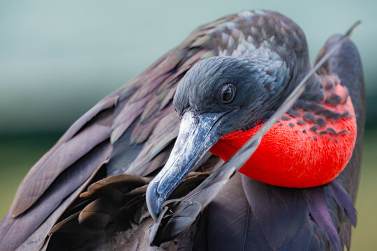 Great frigatebird with inflated red throat pouch in Galapagos
