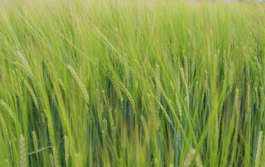 Fototapeta premium Softly focused wheat stems create a fresh agricultural backdrop with gentle depth, suitable for promotional banners, greeting cards, packaging and print design.