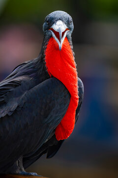 Great frigatebird with inflated red throat pouch portrait