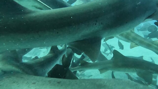 砂地で群れるサメたちのダイナミックな水中撮影（千葉県 館山）