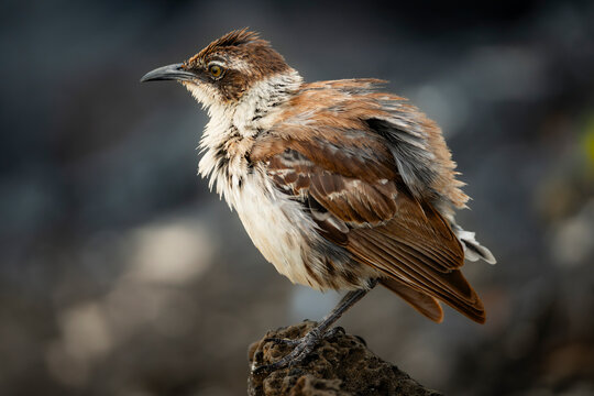 Galapagos mockingbird perched on volcanic rock in nature