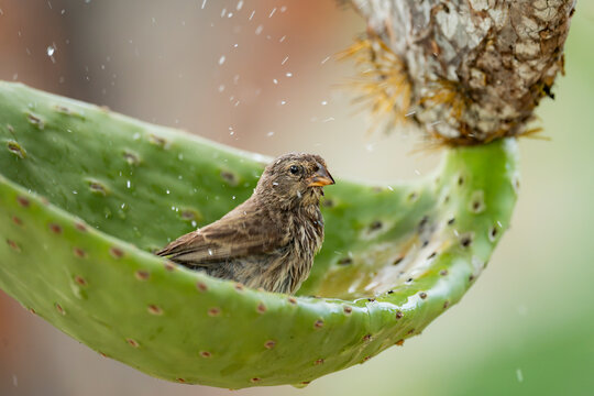 Small ground finch on cactus in Galapagos rain