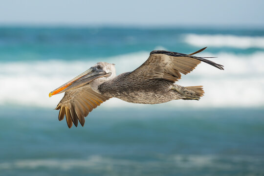 Brown pelican in flight over Galapagos island sea