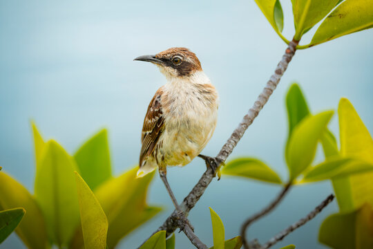 Galapagos mockingbird perched on branch amid island foliage