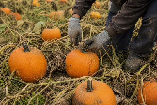 Pumpkin Field Harvest with Farm Workers Collecting Ripe Orange Squash