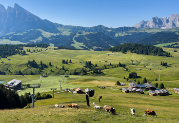 Fototapeta premium View of beautiful landscape in the Alps with fresh green meadows in the background on a sunny day with blue sky and clouds in summertime. Alpe de Siusi, Dolomite Alps