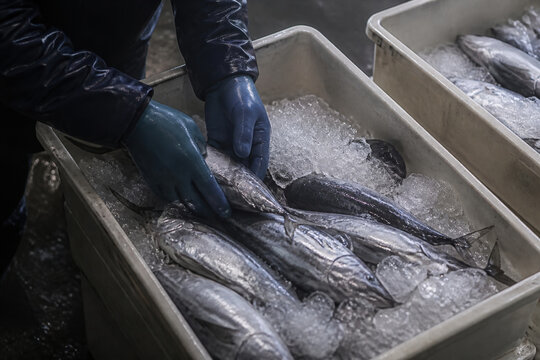 Predawn Fish Market Worker Packing Fresh Seafood on Ice for Wholesale Sale