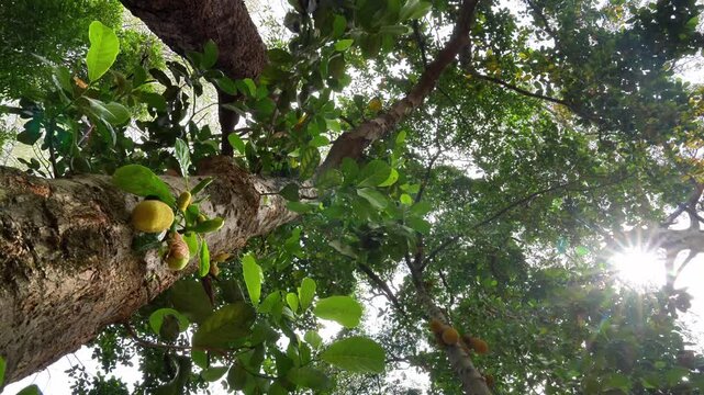 Looking Up Jackfruit Tree with Ripe Fruits and Sunlight