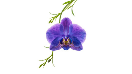 Obraz premium Single purple orchid blossom hanging from green stems with hanging flower