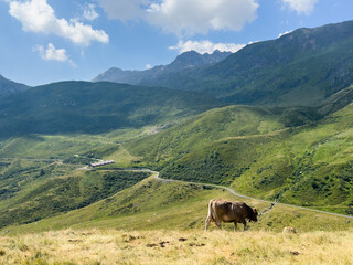 Fototapeta premium Cow in the Alps, Switzerland