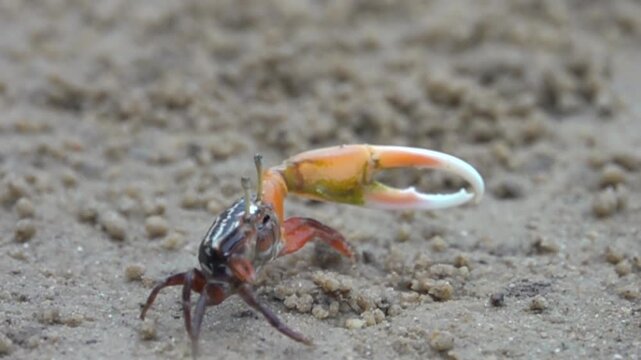 The crab waves its claws invitingly. Territorial and mating behavior of animals. South China Sea. Super slow motion 1000 fps.