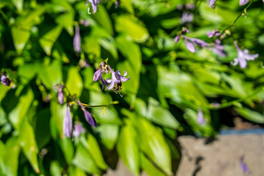 Bumblebee pollinating a purple Hosta flower in a sunny garden