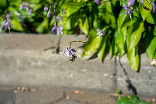 A bumblebee pollinating a purple hosta flower in a sunny garden
