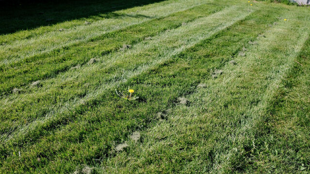 Freshly mown green lawn with parallel stripes and a dandelion flower in the center green grass lawn care freshly cut yard maintenance summer garden outdoor grass