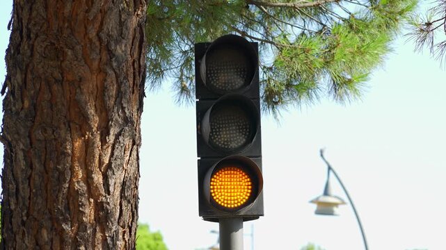 Blinking amber traffic light beside a tree on a sunny urban street in daylight