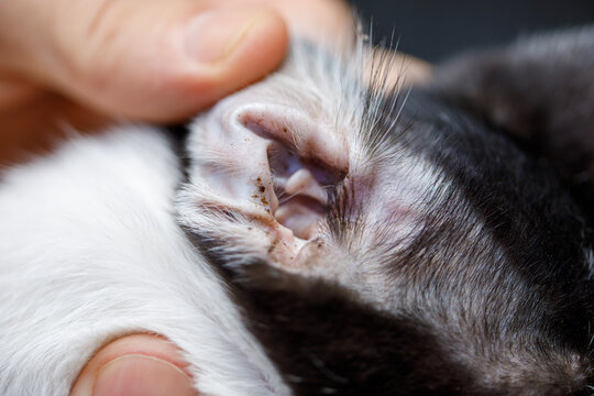 Close-Up of a Cat Ear with Debris Associated with Ear Mite Infestation