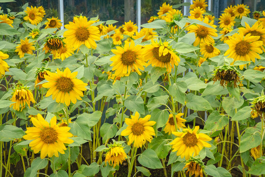 Field of vibrant yellow sunflowers with green foliage and numerous blooming flowers growing densely under natural daylight.