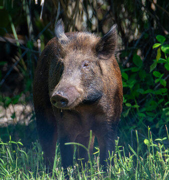 Wild Feral Hog Emerging From Vegetation in Natural Habitat