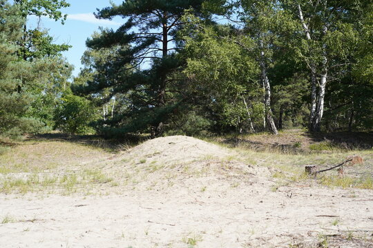 Sonnige D&uuml;nen- und Waldlandschaft im Naturschutzgebiet Sch&ouml;nower Heide, Naturpark Barnim, Brandenburg