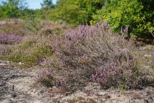 Bl&uuml;hende Besenheide (Calluna vulgaris) im Naturschutzgebiet Sch&ouml;nower Heide im Sp&auml;tsommer, Naturpark Barnim, Brandenburg