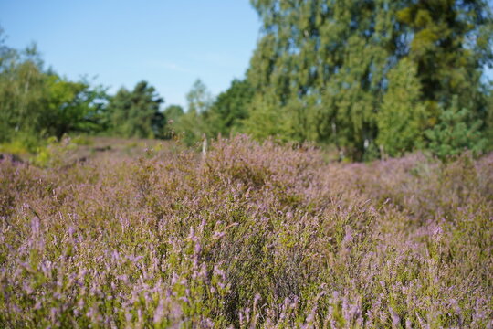 Weite Heidelandschaft mit bl&uuml;hender Besenheide (Calluna vulgaris) im Naturschutzgebiet Sch&ouml;nower Heide im August, Naturpark Barnim, Brandenburg