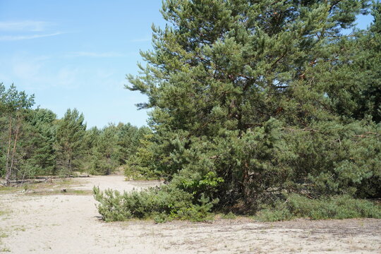 Lichter Kiefernwald mit D&uuml;ne im Naturschutzgebiet Sch&ouml;nower Heide, Naturpark Barnim, Brandenburg