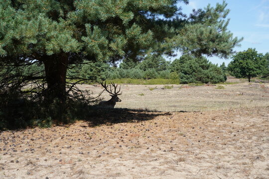 Ein Damhirsch (Dama dama) ruht im Schatten einer Kiefer im Naturschutzgebiet Sch&ouml;nower Heide, Naturpark Barnim, Brandenburg